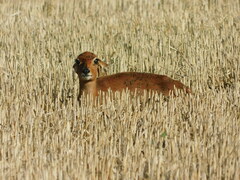 Raphicerus campestris