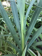 Crocosmia