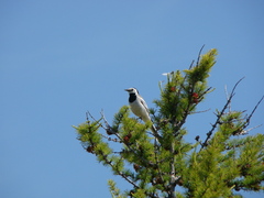 Motacilla alba baicalensis