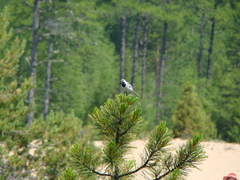 Motacilla alba baicalensis