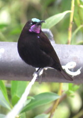 Chalcomitra amethystina amethystina