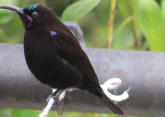 Chalcomitra amethystina amethystina