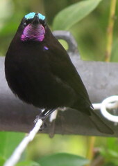 Chalcomitra amethystina amethystina