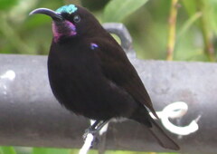 Chalcomitra amethystina amethystina