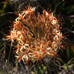 Dilatris viscosa