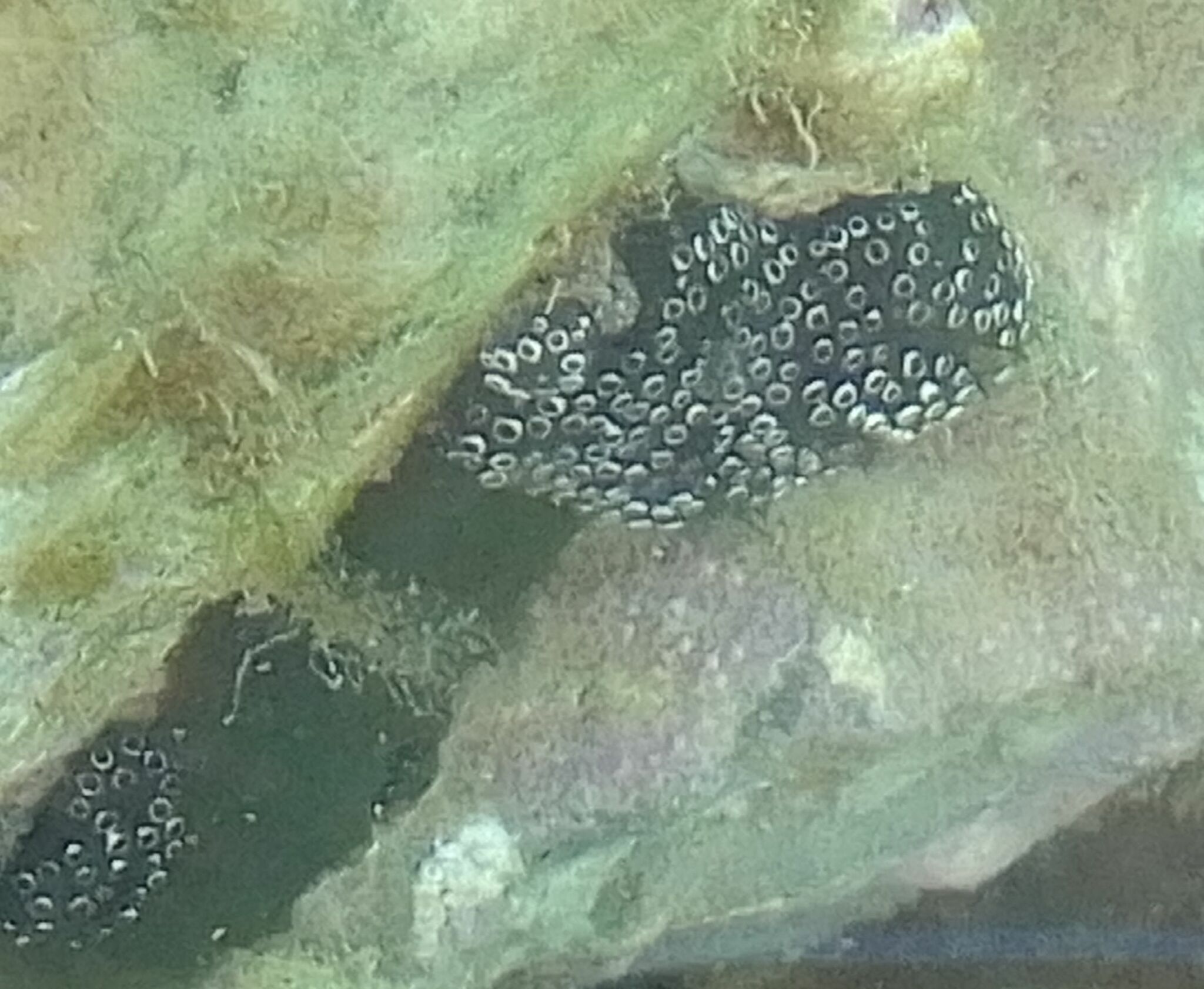 Distaplia bermudensis Van Name, 1902