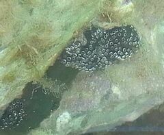 Distaplia bermudensis