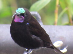 Chalcomitra amethystina amethystina