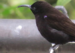 Chalcomitra amethystina amethystina