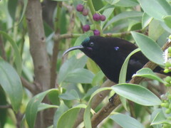 Chalcomitra amethystina amethystina