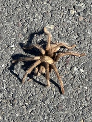 Aphonopelma