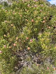 Leucadendron coniferum