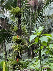 Guzmania