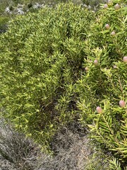 Leucadendron coniferum