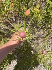 Leucadendron coniferum