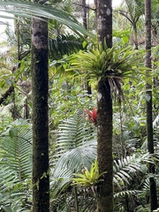 Guzmania