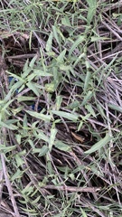 Funastrum heterophyllum