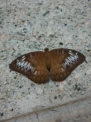 Tanaecia pelea