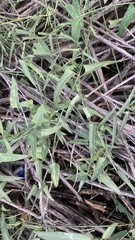 Funastrum heterophyllum