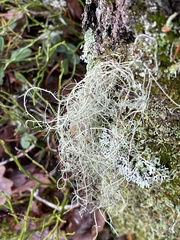Usnea