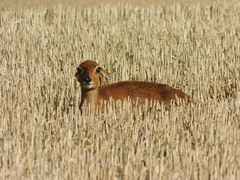 Raphicerus campestris