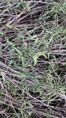 Funastrum heterophyllum