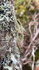 Usnea