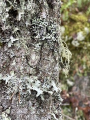 Usnea