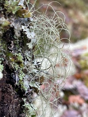 Usnea