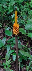 Amorphophallus
