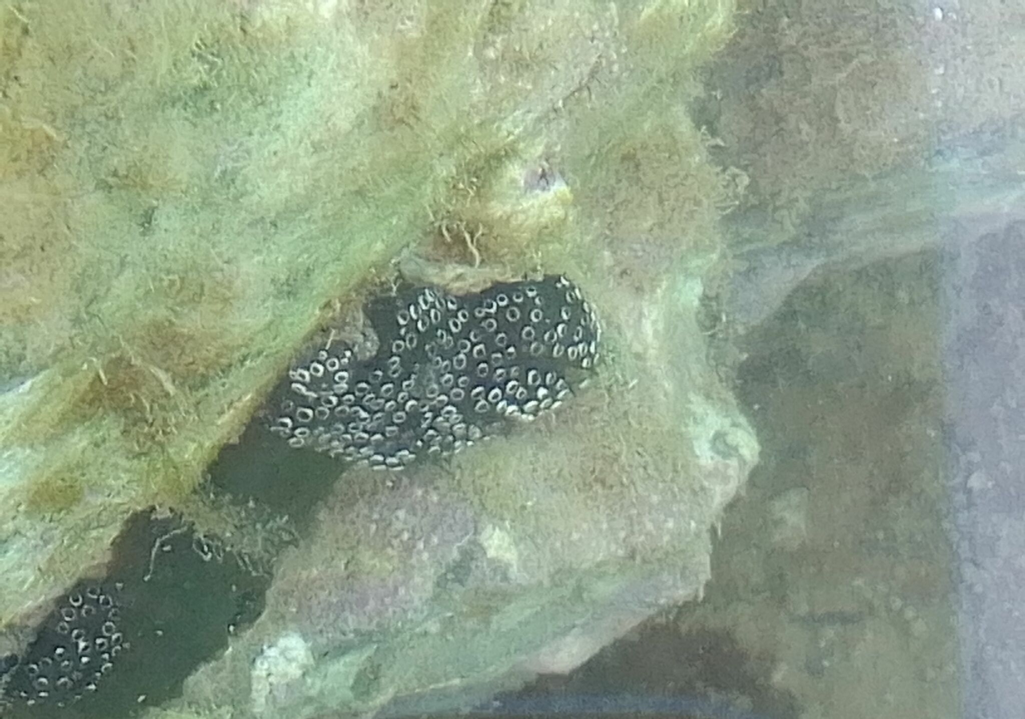 Distaplia bermudensis Van Name, 1902
