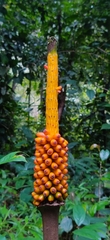 Amorphophallus