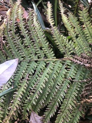Matteuccia struthiopteris