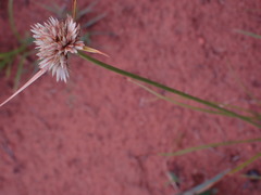 Cyperus niveus leucocephalus