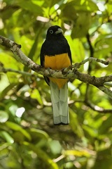 Trogon chionurus