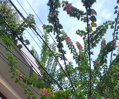 Bougainvillea spectabilis