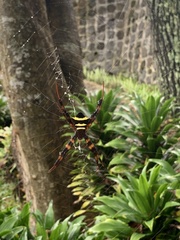 Argiope reinwardti