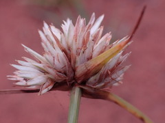 Cyperus niveus leucocephalus