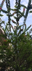 Bougainvillea spectabilis