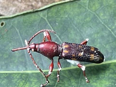 Baryrhynchus poweri