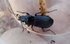 Pterostichus niger
