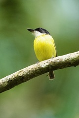 Todirostrum nigriceps