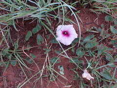 Ipomoea bathycolpos
