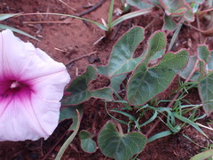Ipomoea bathycolpos