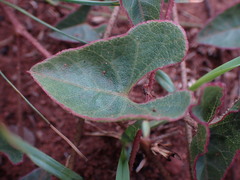 Ipomoea bathycolpos