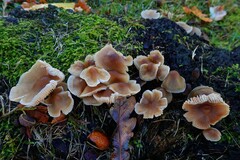 Agaricomycetes