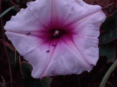 Ipomoea bathycolpos