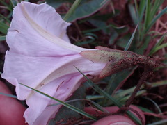 Ipomoea bathycolpos