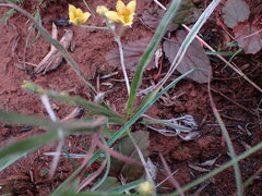 Hypoxis argentea