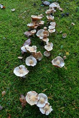 Agaricomycetes